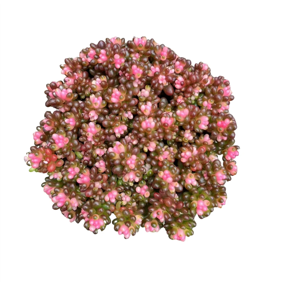 花蔓园艺  七彩龙珠8-9厘米浆果锦 介意慎拍带盆土(任意两单包邮）