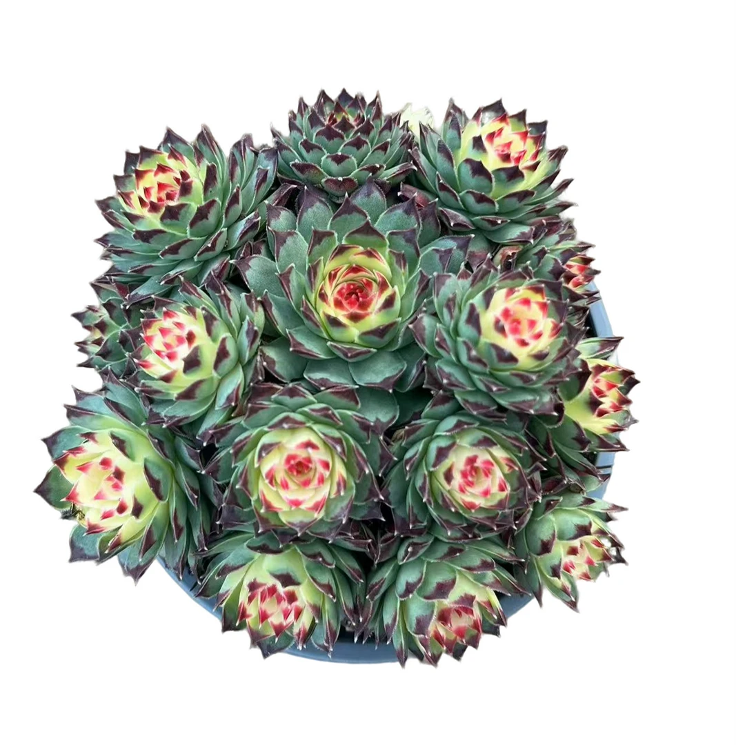 花蔓园艺 长生草红钻石 带盆土(任意两单包邮）