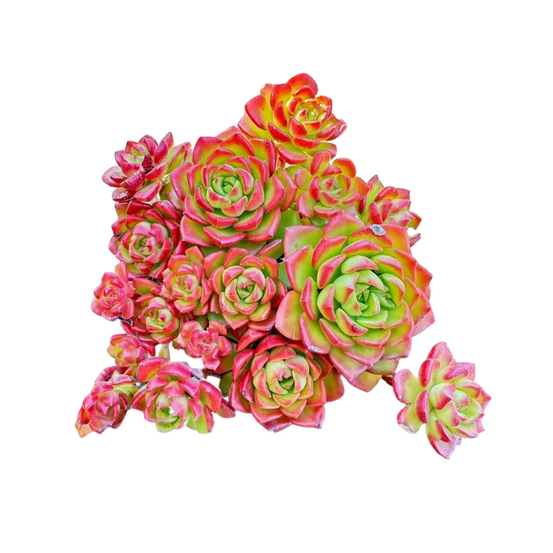 花蔓园艺 火焰玫瑰蒂亚 带盆土(任意两单包邮）