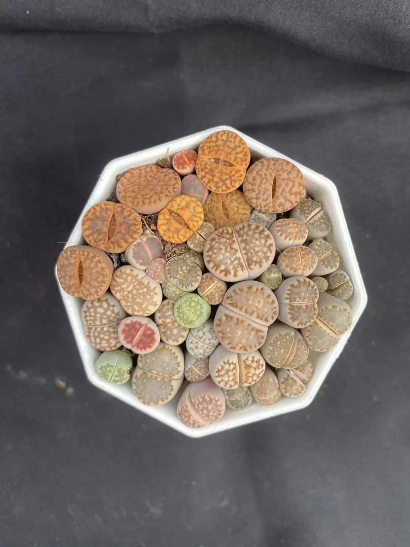 花蔓园艺 生石花 散群 单颗多肉量拍