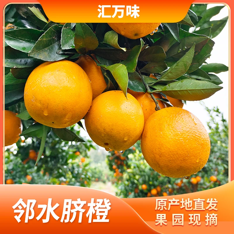 邻水脐橙饱满多汁5斤装包邮新鲜果园现摘现发