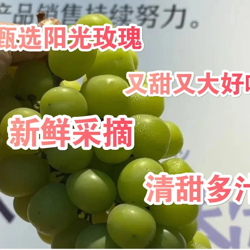 新品阳光玫瑰（5斤装）