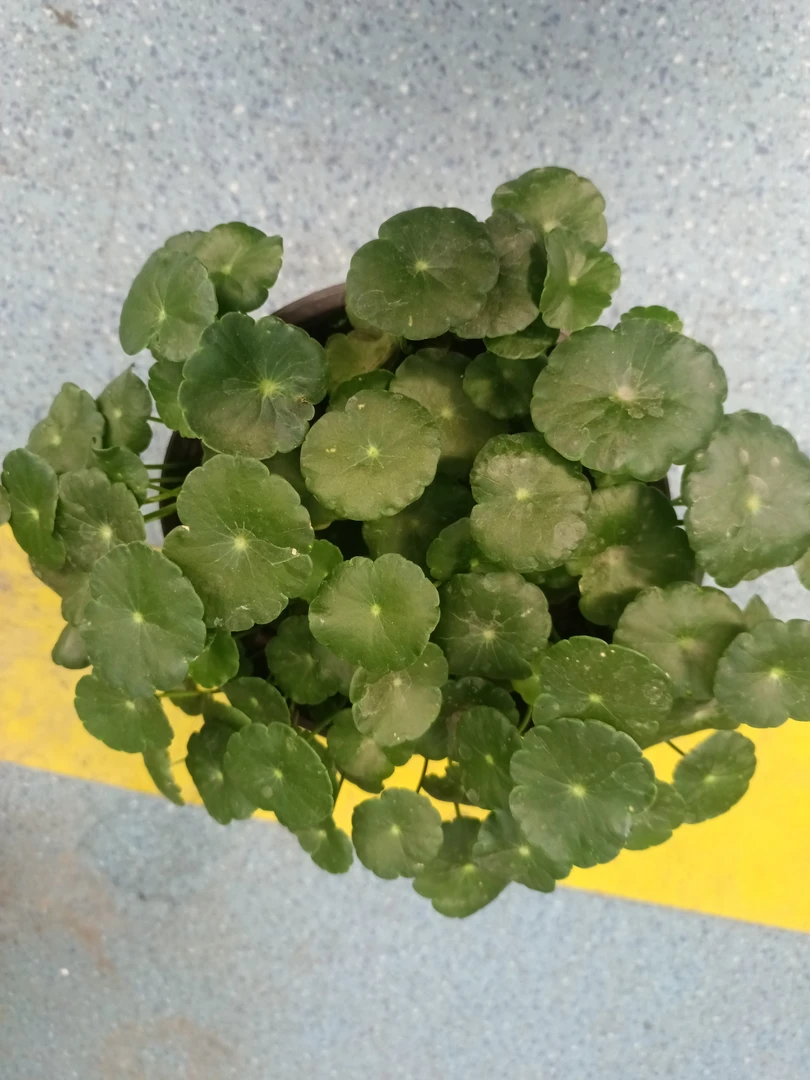 铜钱草,可土栽可水培,净化空气