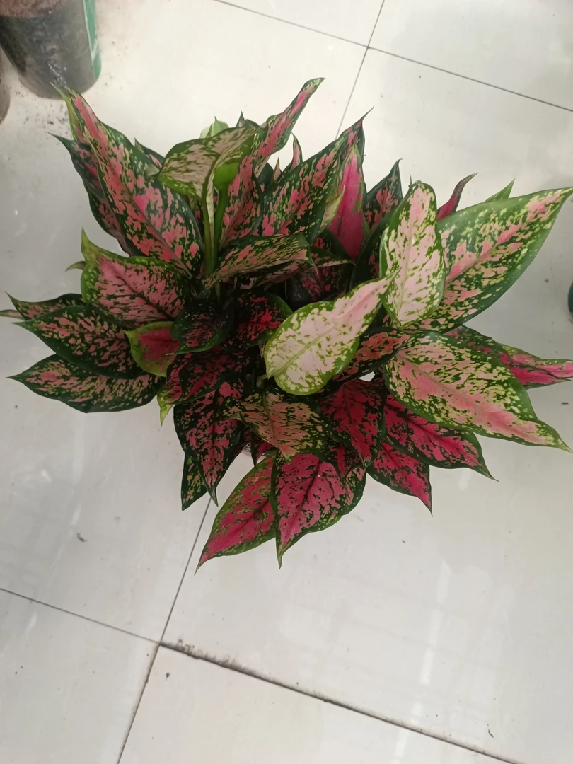 如意，也叫天使如意