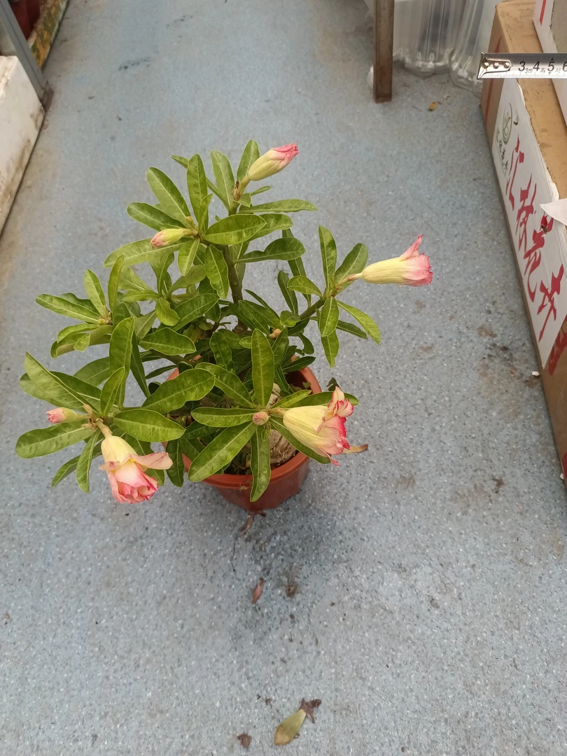 ′沙漠玫瑰，狼桃木犀，乌市发货