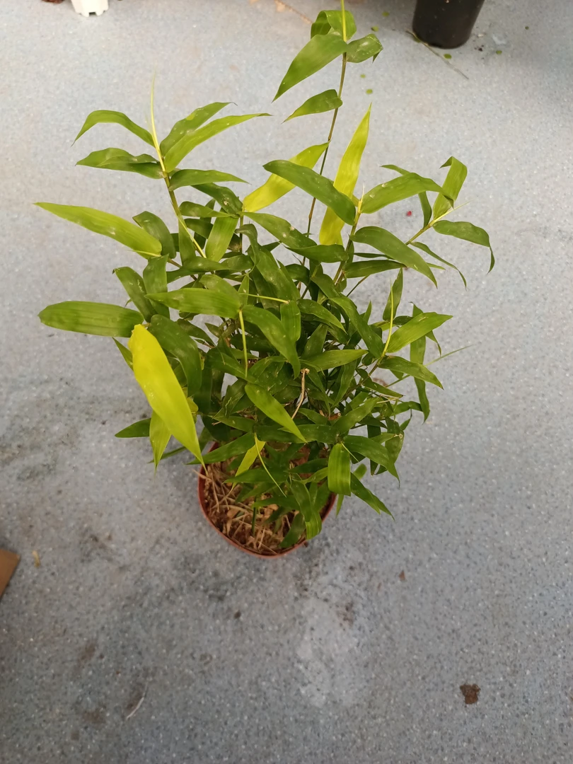 佛度竹，乌市发货，全疆包邮