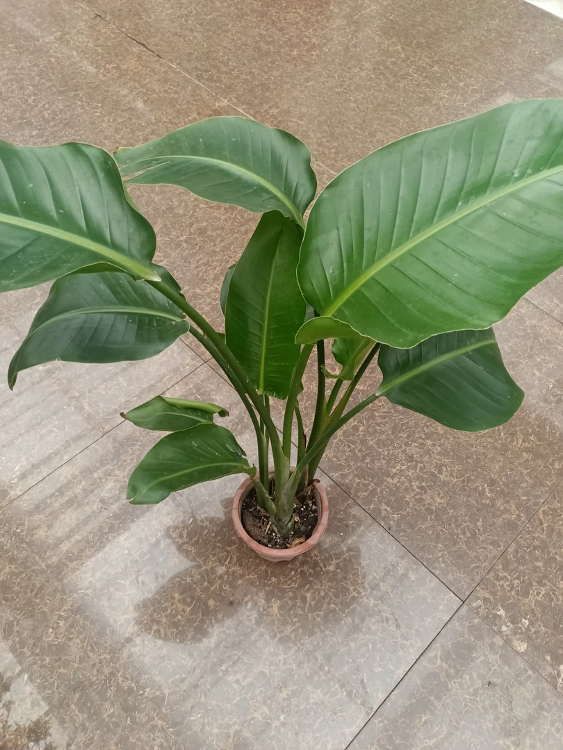 天堂鸟，鹤望兰，观叶植物