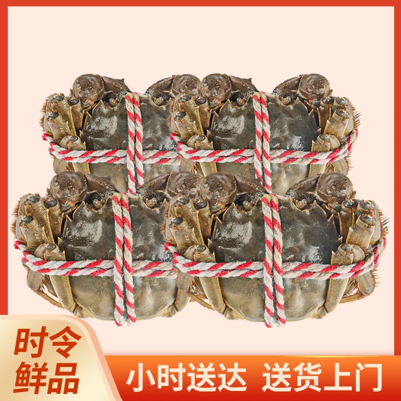 【成都同城】鲜活大闸蟹2.0两/只（母蟹8-10只装）