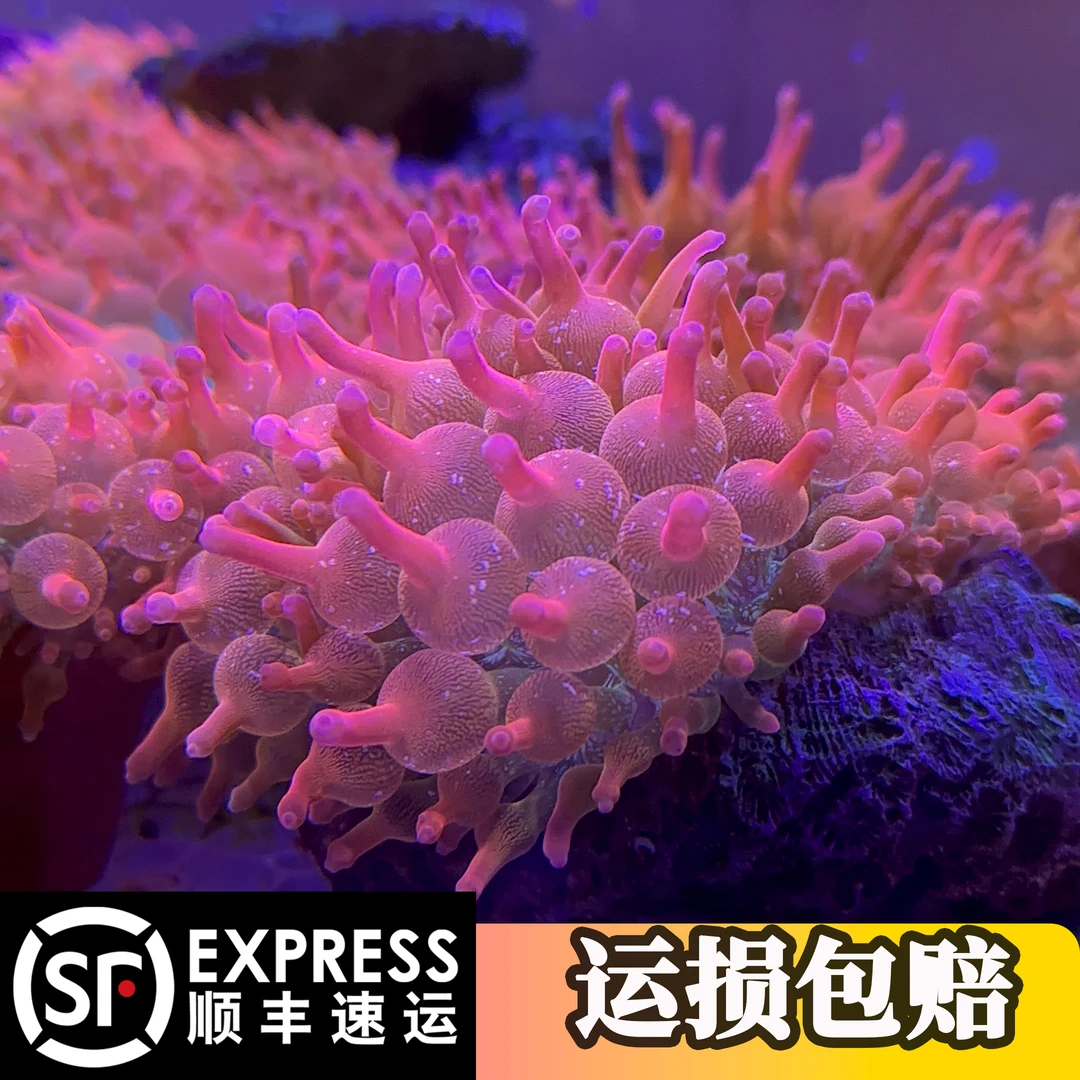 紫点荧光绿奶嘴海葵雪花红奶嘴海葵海缸小丑葵软体珊瑚LPS