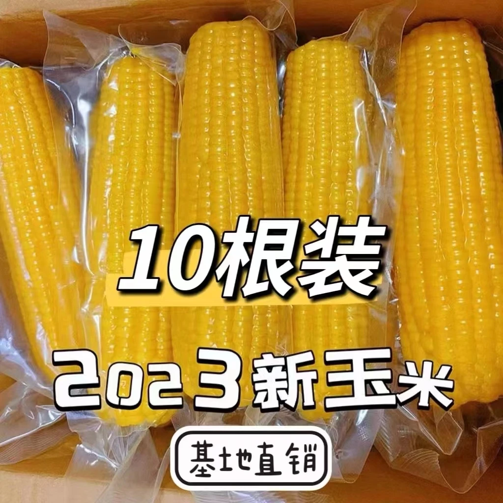 【10根仅23.9】黄糯玉米代餐香甜东北玉米早餐饱腹苞米香糯东北玉米