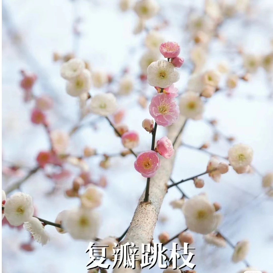 粉丝福利梅花..一物一拍(易活生长)养在庭院 直播间  竞拍