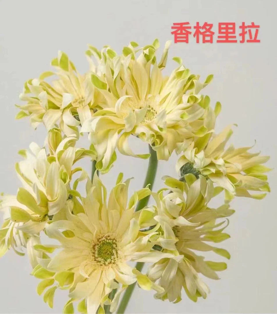 空气卷非洲菊/比一半雏菊大/花开中期可以躺平