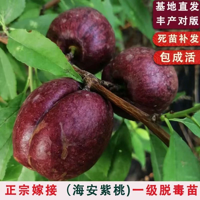 海安紫桃树苗嫁接南北方种植酸甜红肉黑油桃树盆栽地栽当年结果