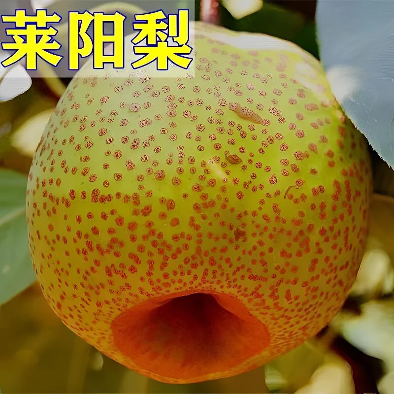 正宗莱阳梨树苗嫁接室内矮化雪花香梨地栽盆栽南北方种植当年结果