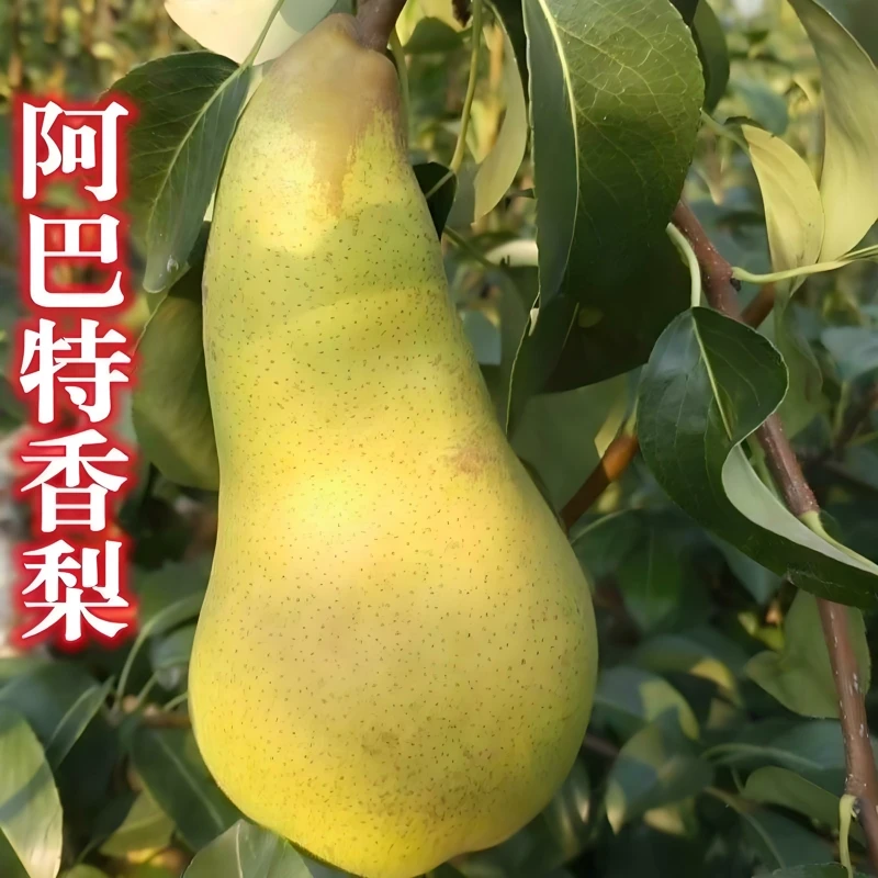 西洋梨树苗嫁接南方北方地栽长颈啤梨阿巴特梨树果苗盆栽当年结果