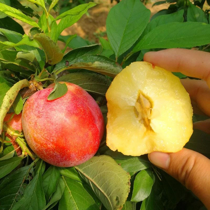 新品种晚熟大红袍李子树苗特大红布林李子苗嫁接果苗南方北方种植