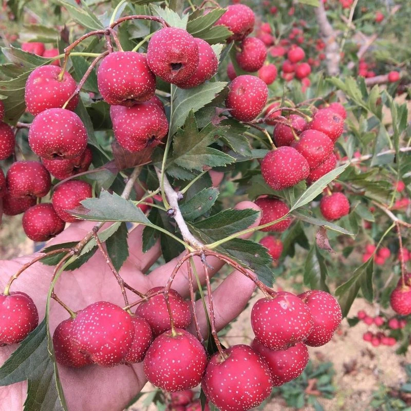 甜红子山楂树苗嫁接山楂树苗特大无籽天山楂树苗南方北方四季种植