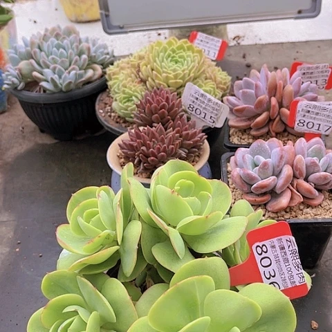 8036碧桃。