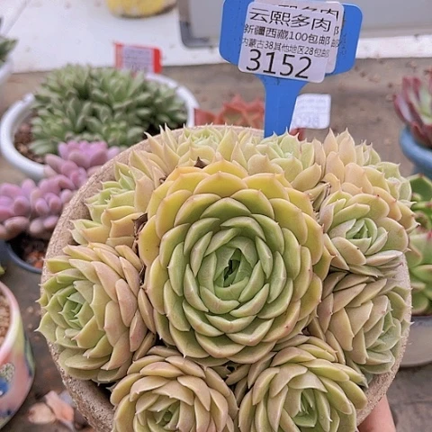 3152昂斯诺。