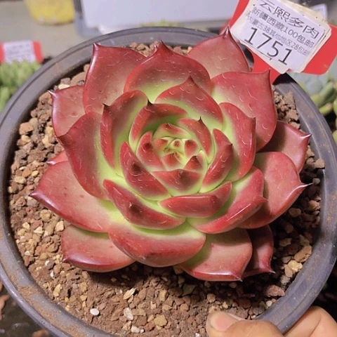 ?**子1751粉钻。