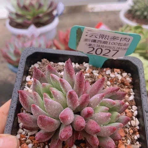 2027虞美人。