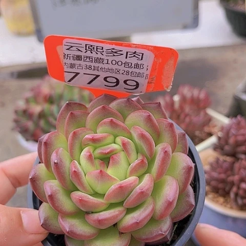 7799香槟杂。