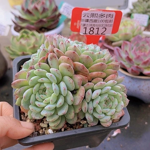 1812白胖子。