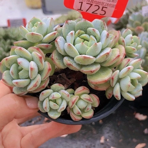 1725香草。