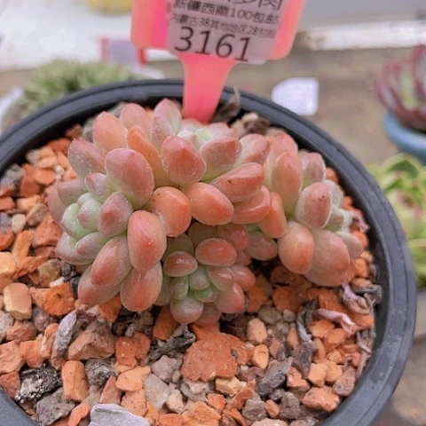 3161白鹭。