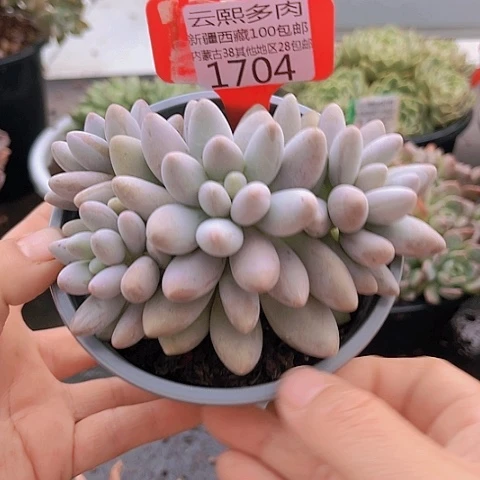 1704粉色恋人。