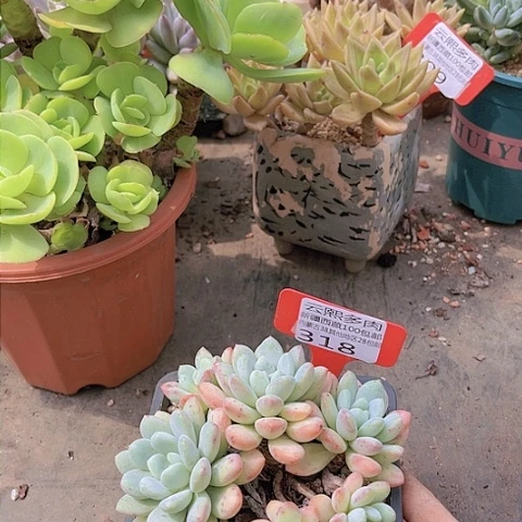 318拉丝雨。