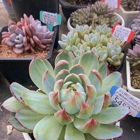 5453惊鸿仙子 叶片有裂。