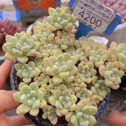 4200鹅卵石。