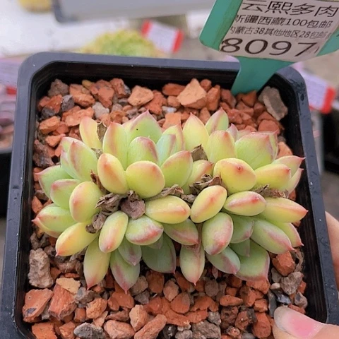 8097蜜糖美人。
