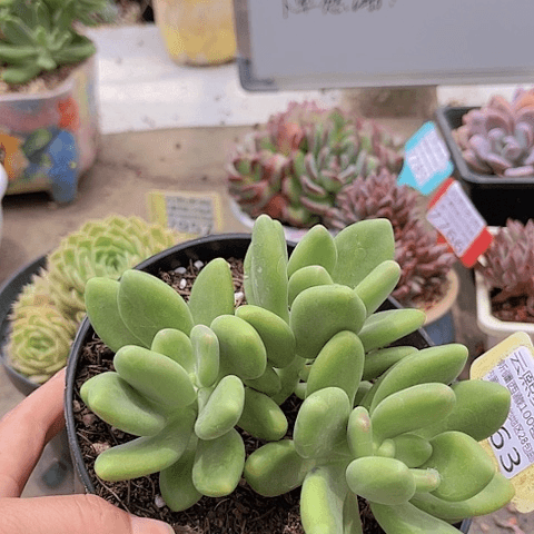 7963芒果奶。