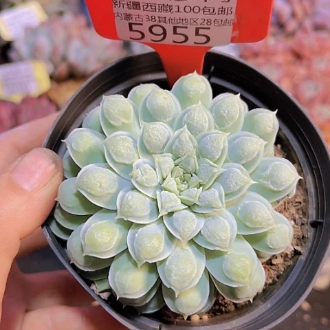 595留才有伤。。