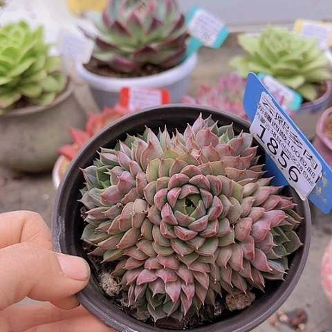 1856玫瑰夫人。