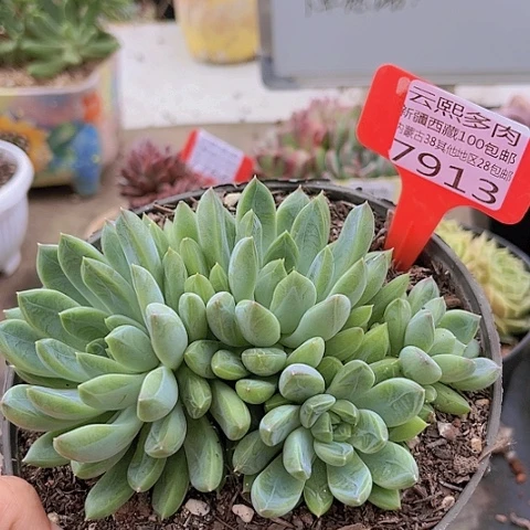 7913星际迷航。