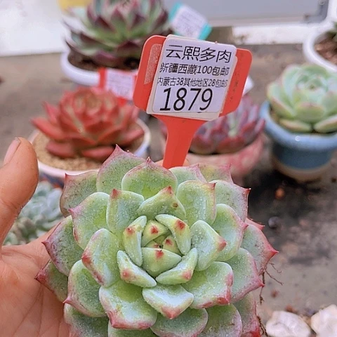 1879野卡。