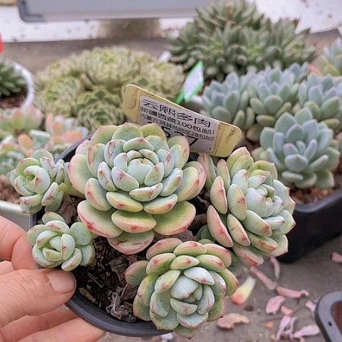 1527香草。