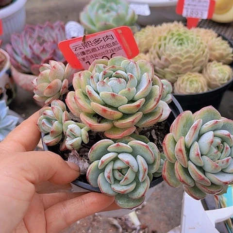 1906香草。
