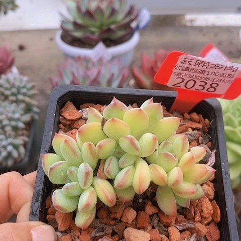 2038蜜糖美人。