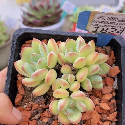 1824蜜糖美人。