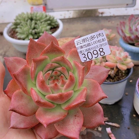 3098粉钻。