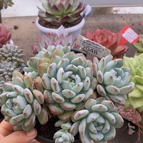 2048望舒。