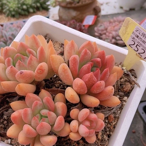 2527仙贝。