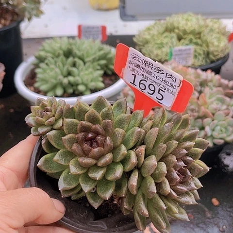 1695黑水晶玫瑰。