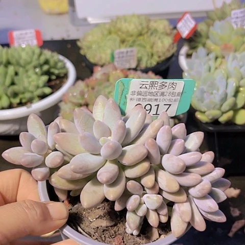 9917粉色恋人。