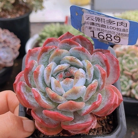 1689橙梦露。