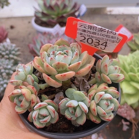 2034香草。